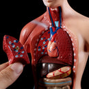 Belleza Anatomisk torso 15 dele