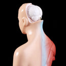 Belleza Anatomisk torso 15 dele