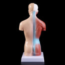 Belleza Anatomisk torso 15 dele