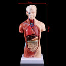 Belleza Anatomisk torso 15 dele