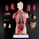 Belleza Anatomisk torso 15 dele
