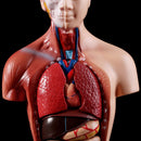 Belleza Anatomisk torso 15 dele