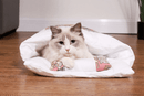 Kattesovepose