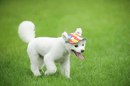 Rund Skygge Hundehat