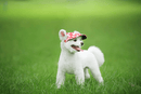 Rund Skygge Hundehat
