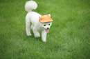 Rund Skygge Hundehat