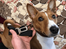 Hund Bil Sikkerhedssele